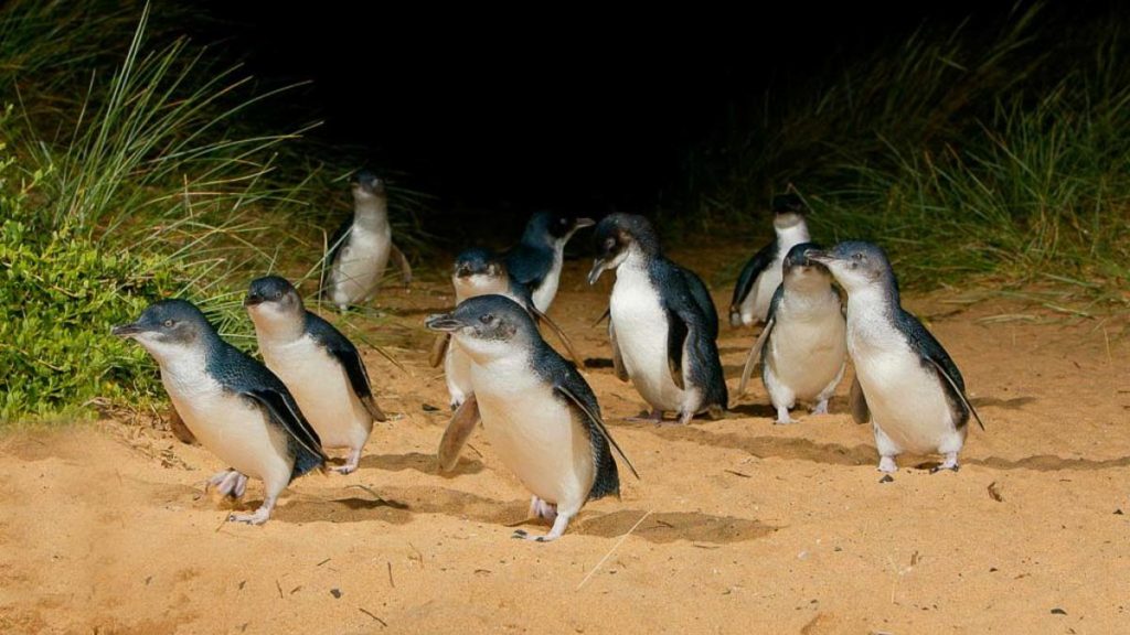 Penguins on Phillip Island - Budget Travel