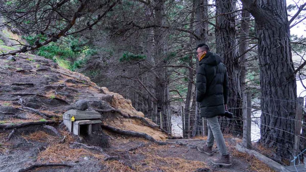 Man looking at penguin nestling boxes in Akaroa - New Zealand South Island Itinerary