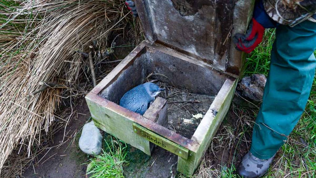 Pohatu penguin nestling in box in Akaroa - New Zealand South Island Itinerary