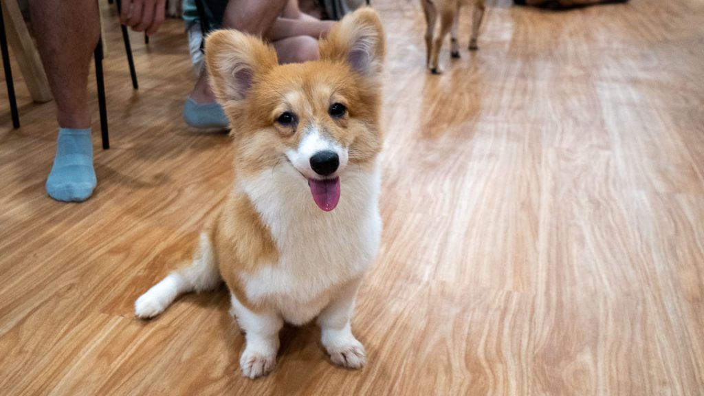 Corgi at Shi Ba Cafe - Things to do in Johor Bahru