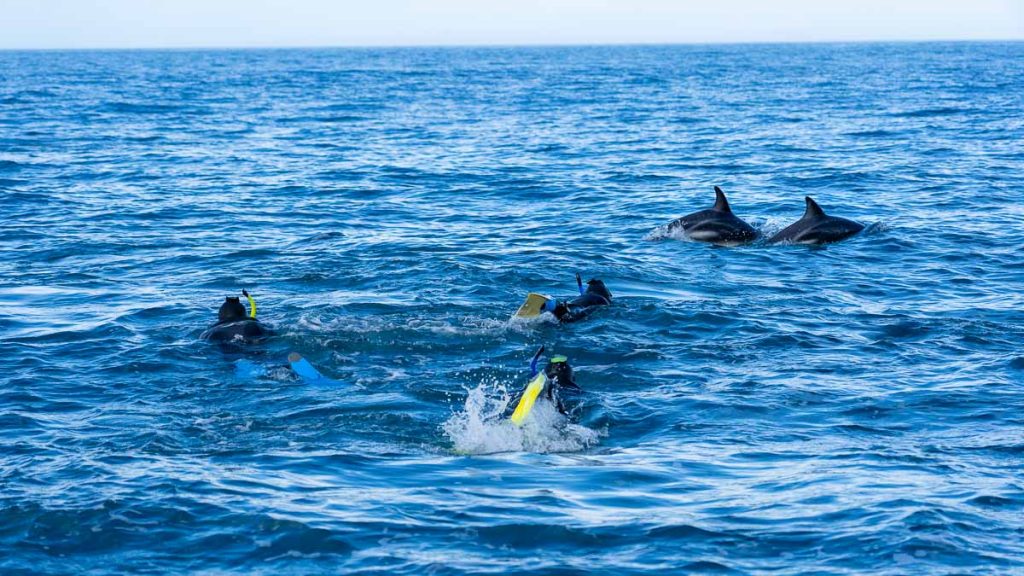Swimmers swimming with dolphins in Kaikoura - Travelling with Kids