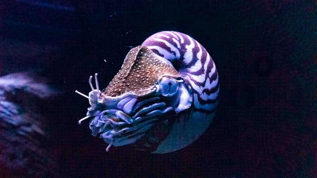 Nautilus Exhibit - Things to do in New Caledonia