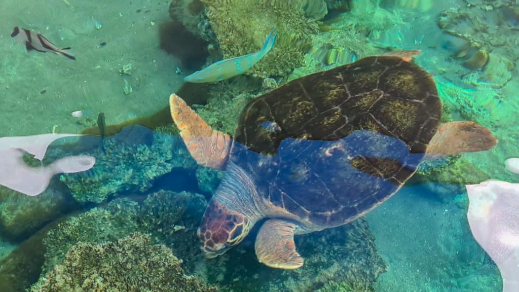 Hawksbill Turtle Swimming - New Caledonia
