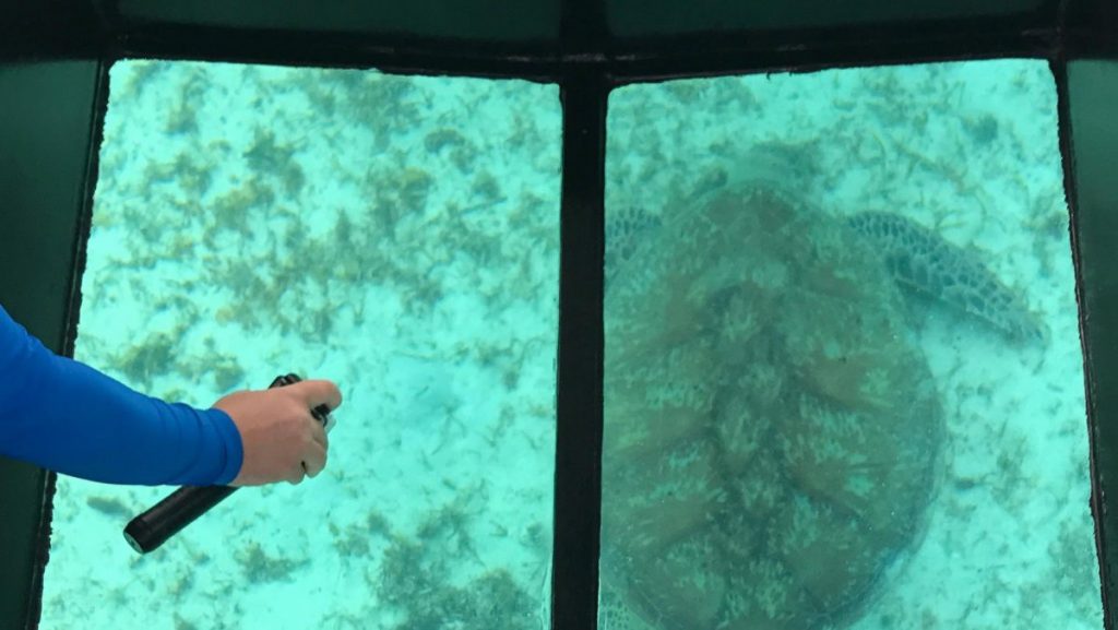 Turtle Under Boat - New Caledonia