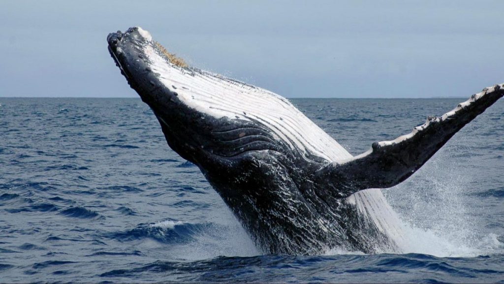 Humpback Whale Jumping Out of Water - Things to do in New Caledonia