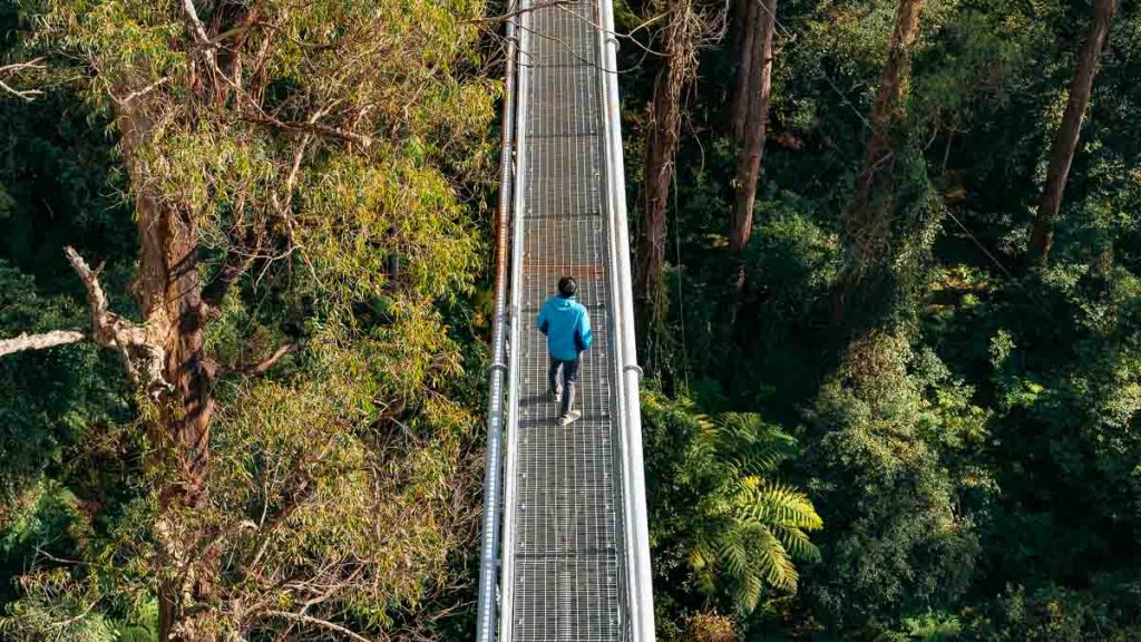 Illawarra Fly Treetop Adventure Treetop Walk - NSW Road Trip