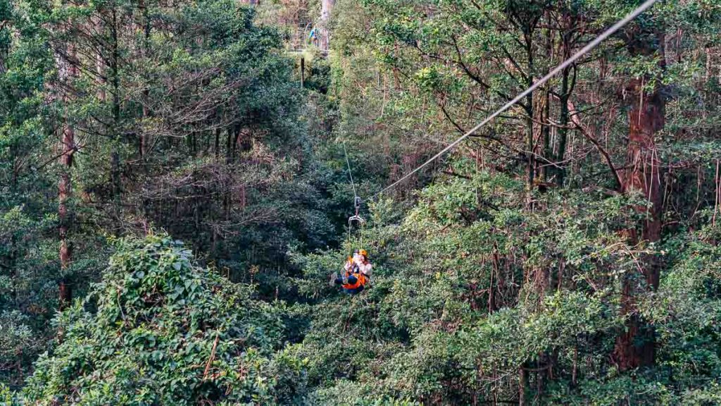 Illawarra Fly Treetop Adventure Zipline - New South Wales Itinerary