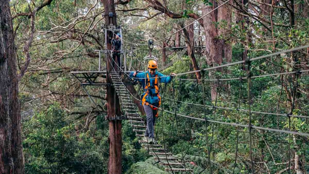 Illawarra Fly Treetop Adventure Zipline Tour - New South Wales Itinerary