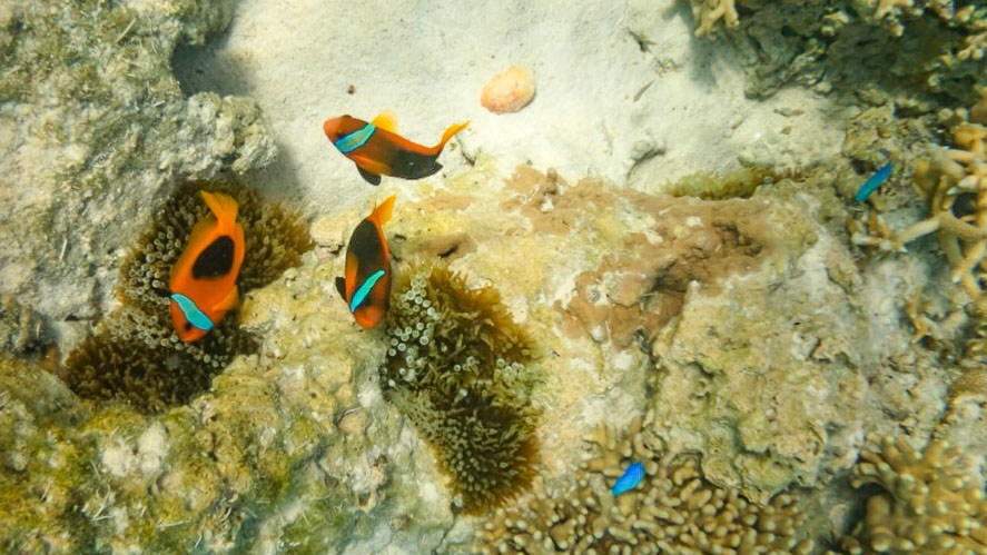 Fishes at Oro Bay - Loyalty Islands