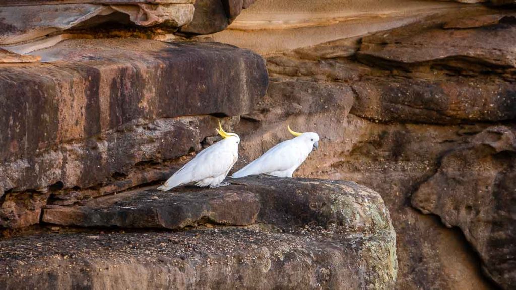Sydney Watsons Bay Cockatoo Bird - New South Wales Itinerary