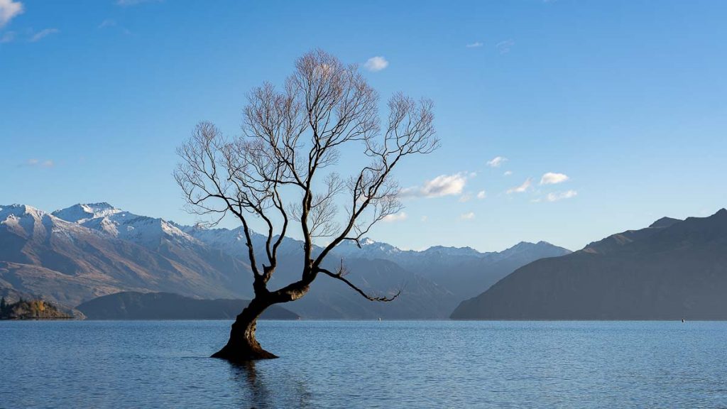 that wanaka tree - New Zealand South Island Itinerary