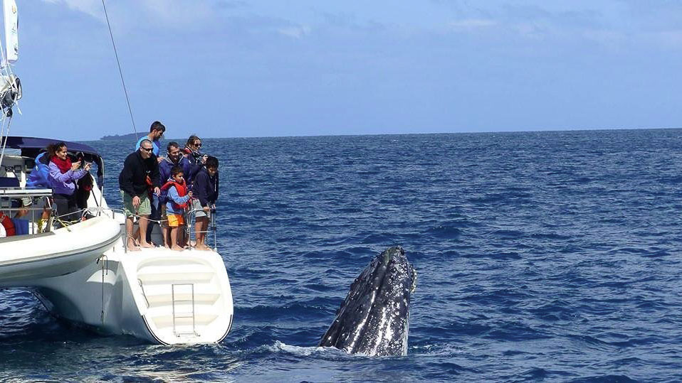 People on a Whale-watching Tour - Loyalty Islands