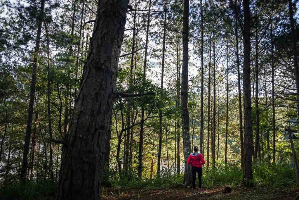 Girl standing amidst pine trees at Lux Camp Da Lat - Da Lat Itinerary