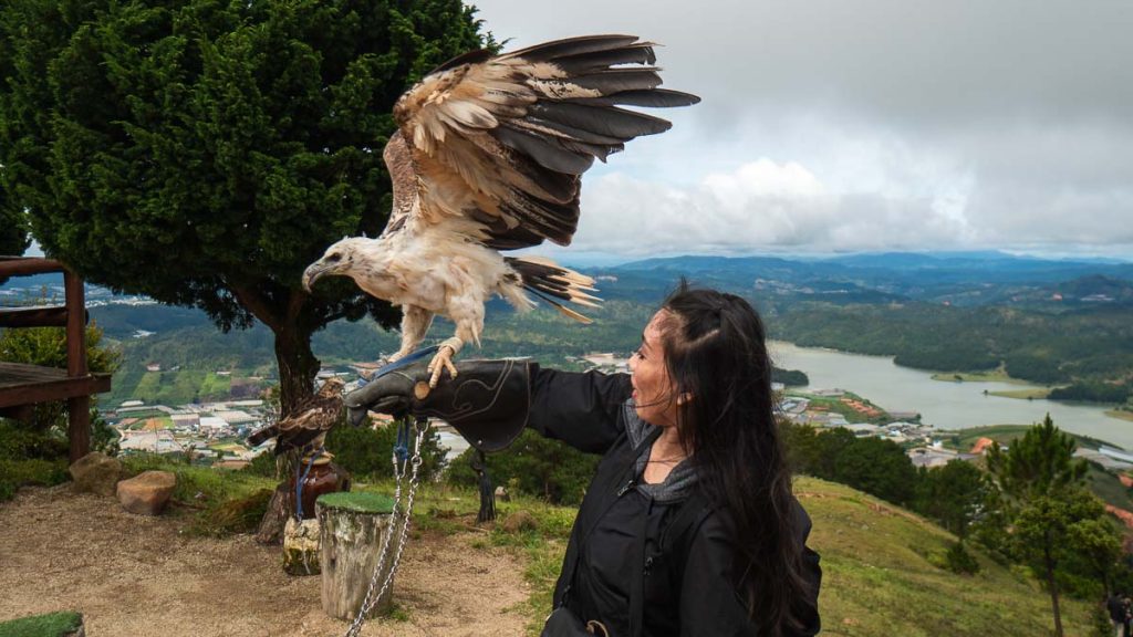 Girl Holding Falcon on Arm at Lang Biang Mountain Peak 