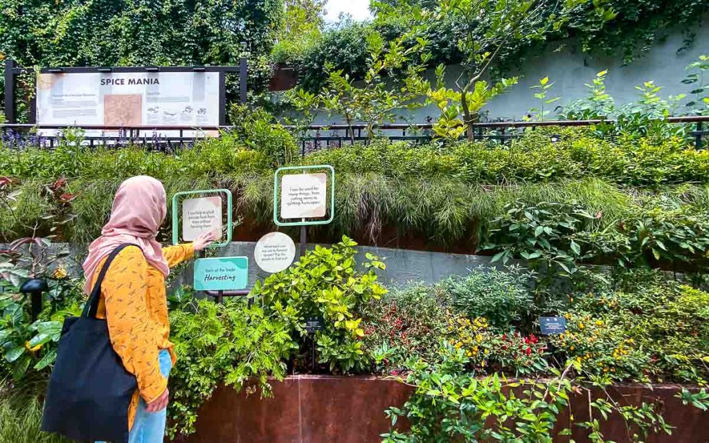 Fort Canning Spice Garden exhibit - Things to do in Singapore September 2022