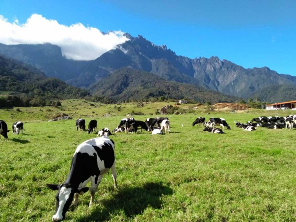 Cows in Kundasang - Luxury Escapes