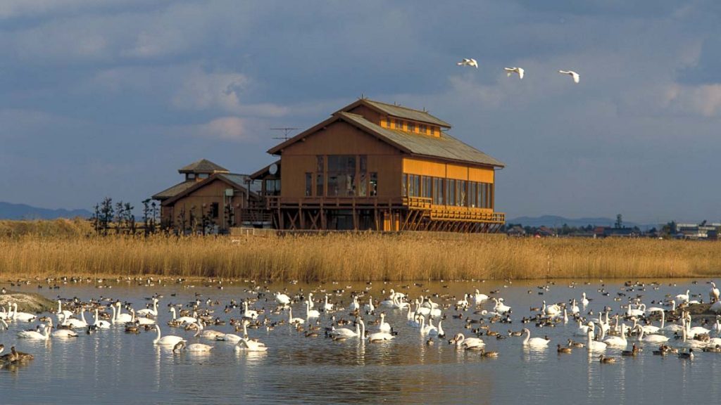 Yonago Waterbirds Sanctuary - Things to do in San'in Japan