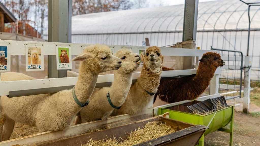 Biei Shikisai No Oka Alpaca Farm - Hokkaido Itinerary