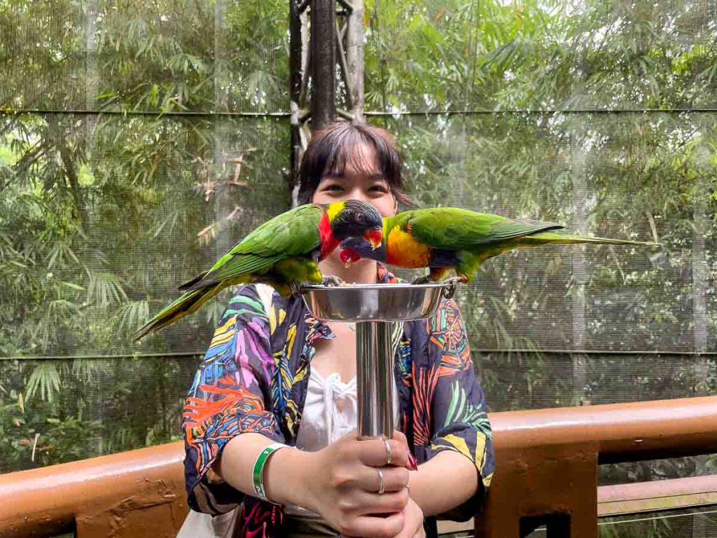Feeding birds at Jurong bird park a flight to remember - New Things to do in Singapore November 2022