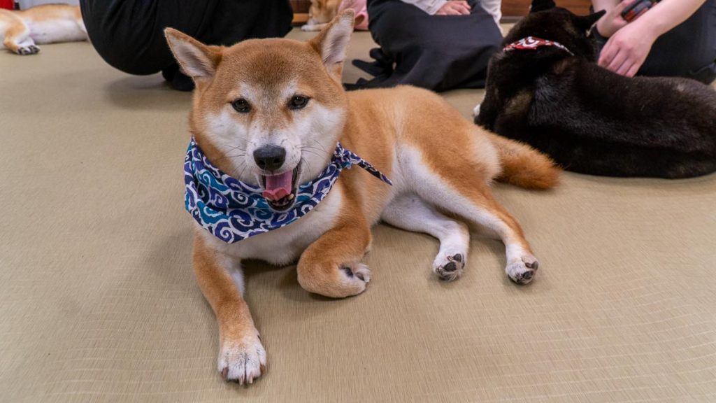 Shiba Inu Cafe - Things to do in Kurashiki