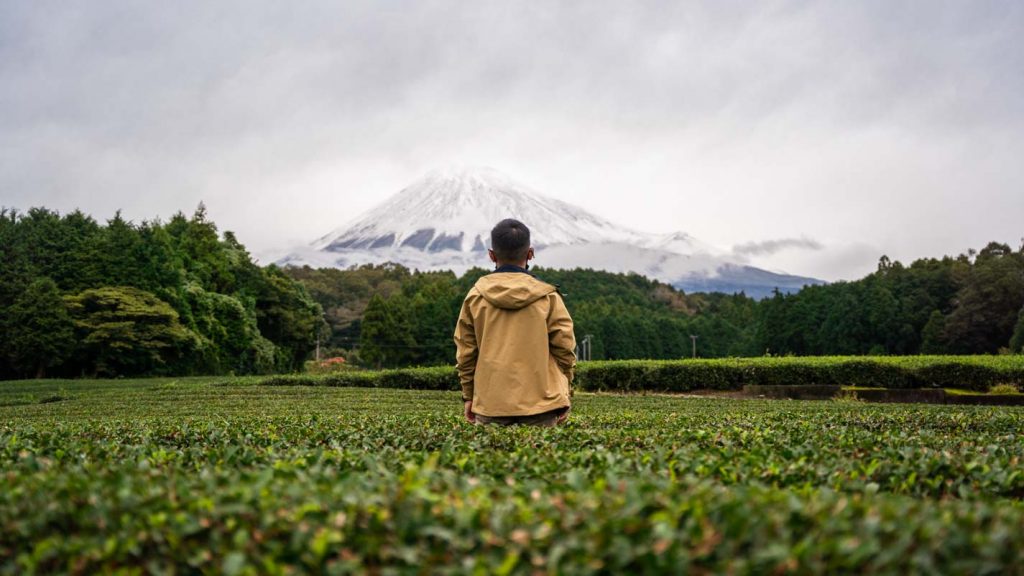 Obuchi Sassaba Tea Plantation in Shizuoka - Japan Itinerary