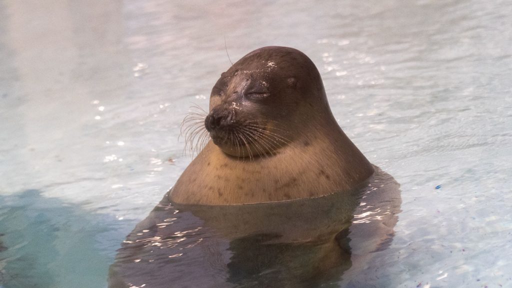 Ringed Seal in Water - Things to do in Osaka
