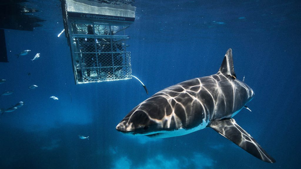 Shark Cage Diving on the Eyre Peninsula - South Australia