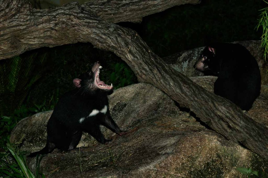 Tasmanian Devils in Singapore Zoo - New Things to do in Singapore November 2022