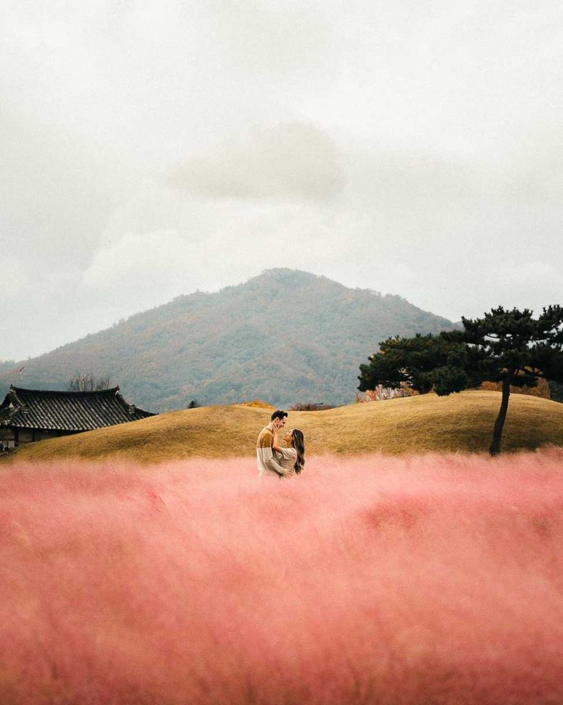Cheomseongdae Pink Muhly - Lesser Known Destinations