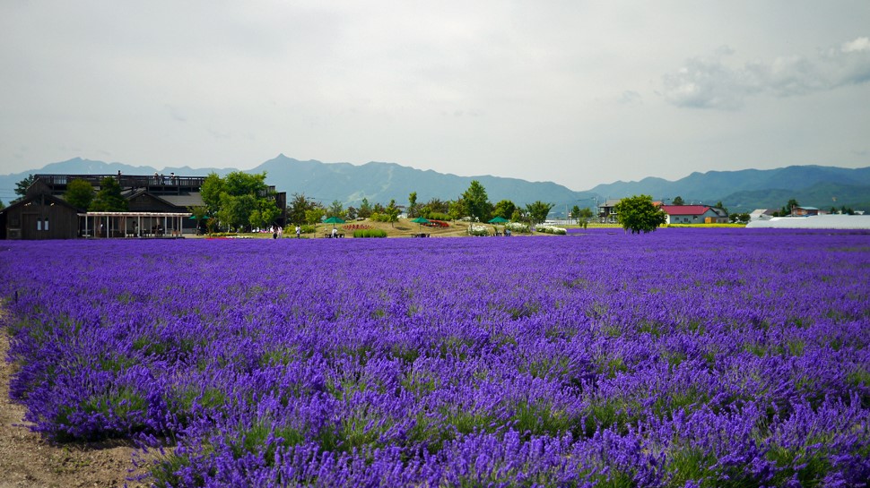 Farm Tomita lavender fields