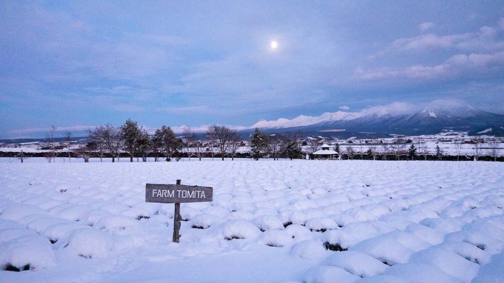 Farm tomita winter lavender fields - Hokkaido First-timer Itinerary