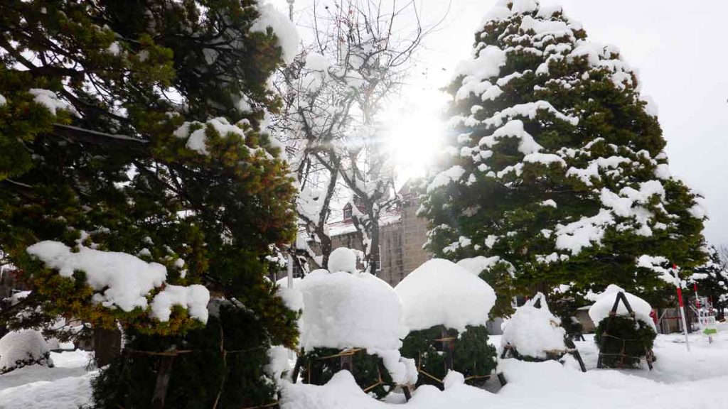 Winter sun rays - Hokkaido First-timer Itinerary