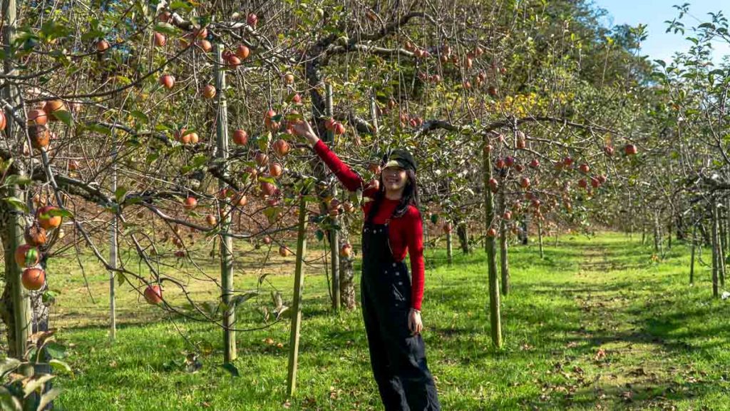 Girl picking apples at an orchard - Hokuriku Guide