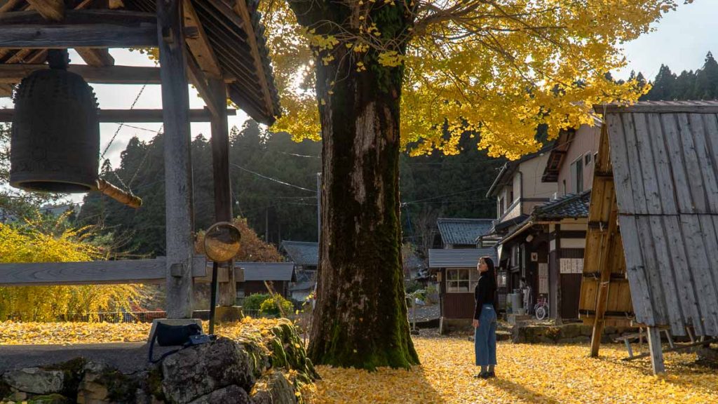Girl standing under a Ginkgo Tree - Things to do in Hokuriku
