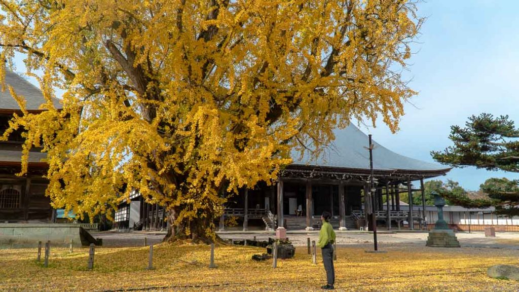 Big ginkgo tree at shimoji temple - things to do in Hokuriku