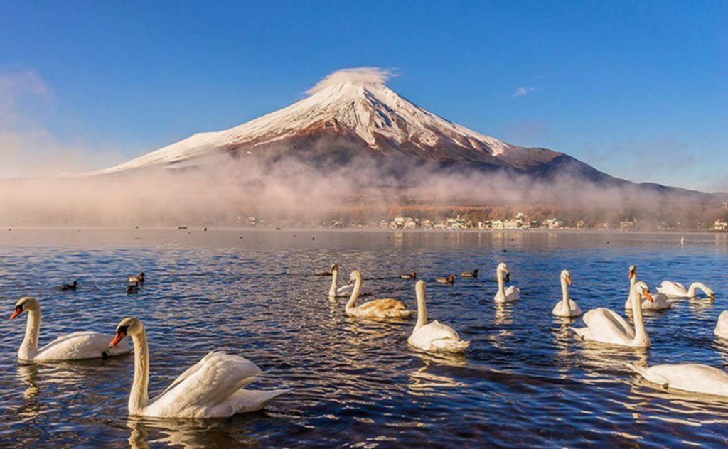Swans swimming over Lake Yamanaka