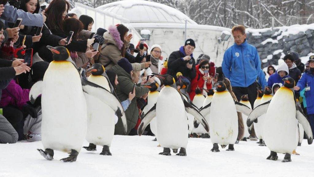 Asahiyama Zoo Penguin Walk - Getaways from Singapore