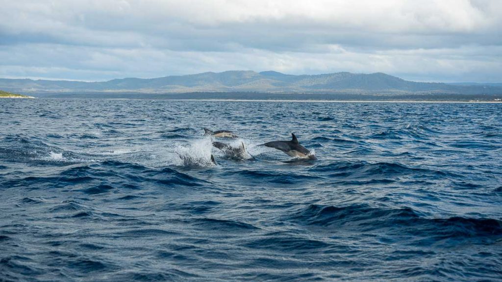 Bay of Fires Eco Tours Wild Dolphins - Australia Road Trip Itinerary