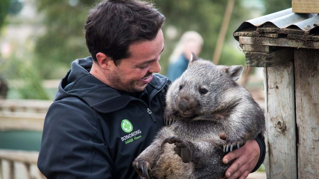 Bonorong Wildlife Sanctuary Wombat - Things to do in Tasmania