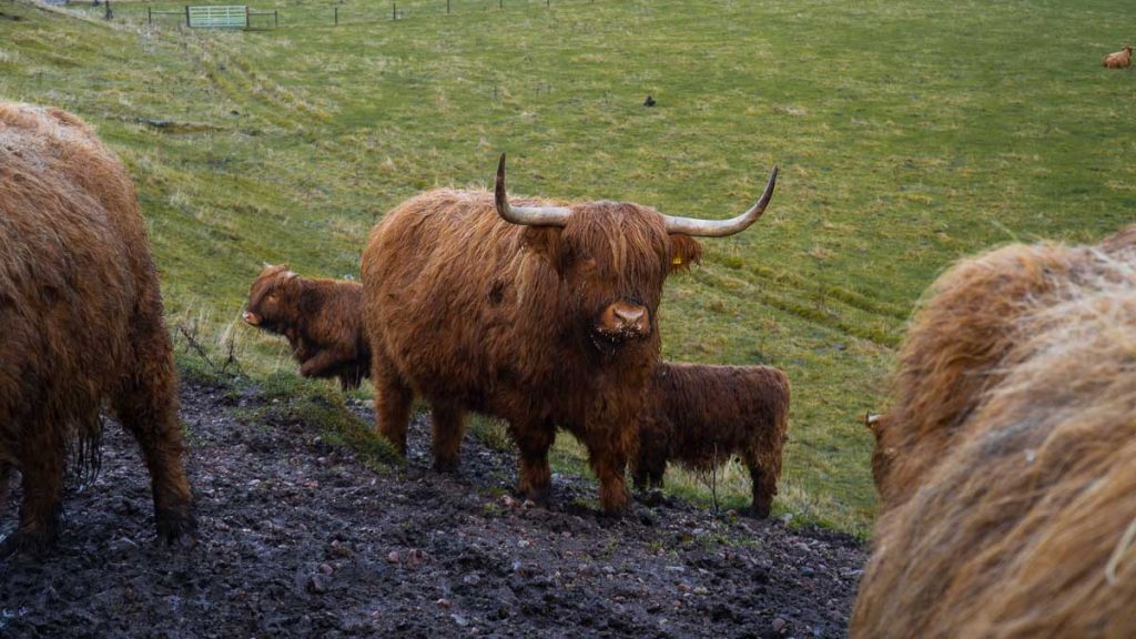 Highland Cows Scotland - Things to do in Scotland