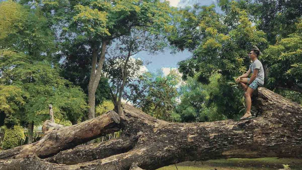 Man sitting on tree at Naga Ecology Park - Things to Do in the Philippines