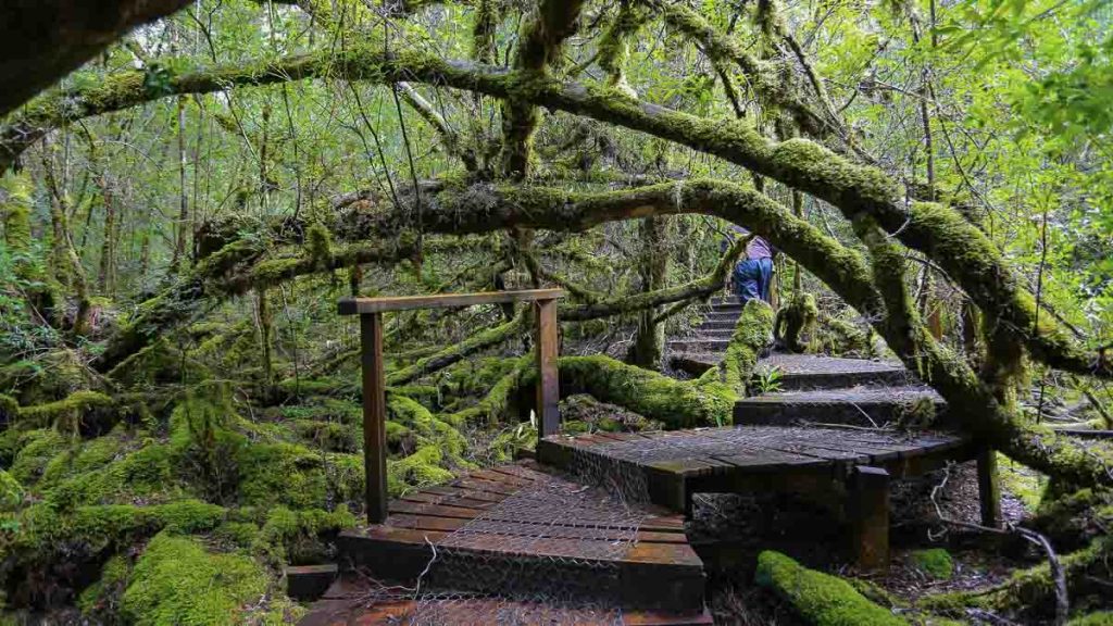 Styx Big Tree Reserve Walking Trail - Australia Road Trip Itinerary