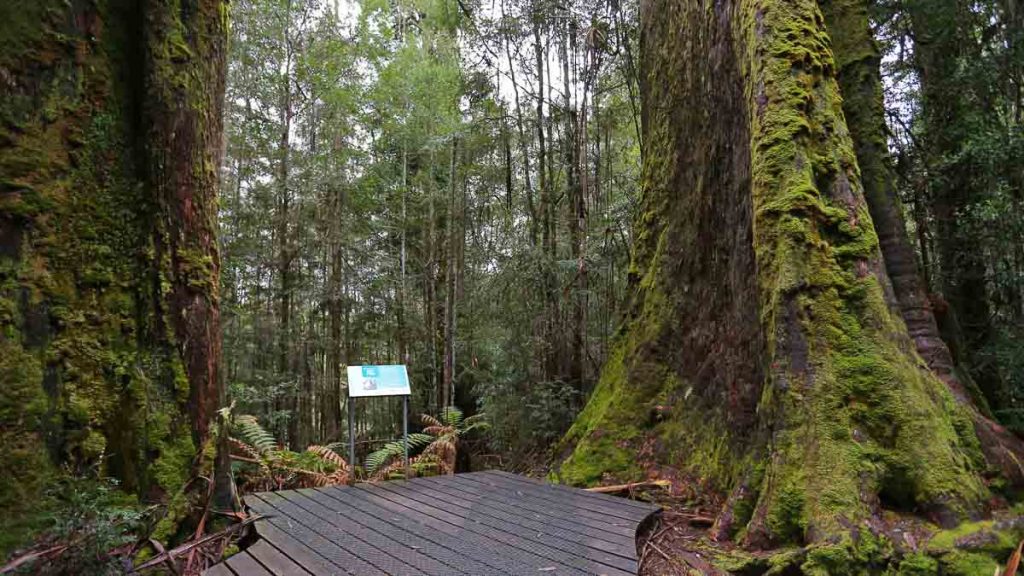 Styx Tall Trees Reserve - Things to do in Tasmania