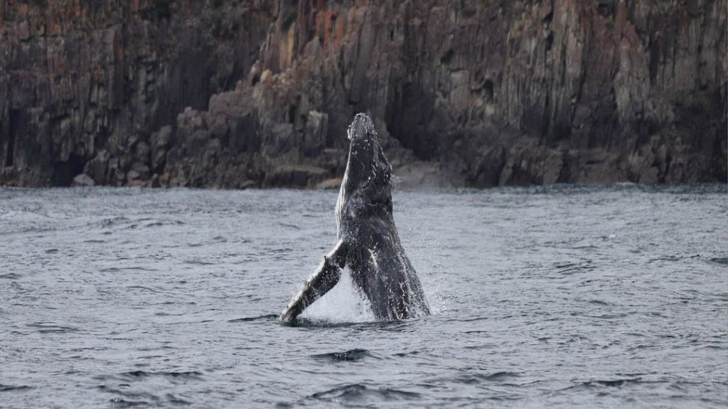 Tasman Island Cruises Humpback Whale Spotting - Things to do in Tasmania