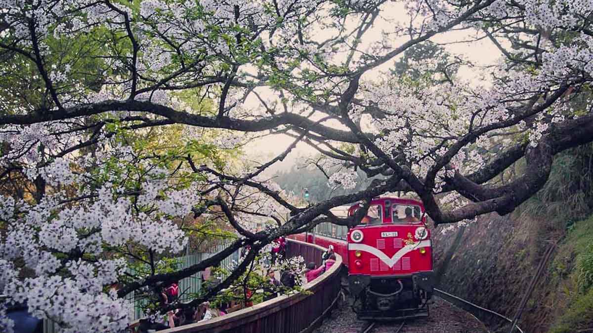 Steam Railway train passing by cherry blossoms at Alishan station in Taiwan
