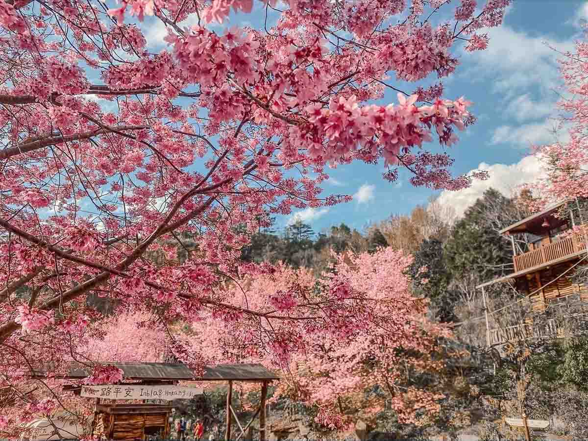 Cherry Blossom blooming over a hut at Smangus, Hsinchu Country