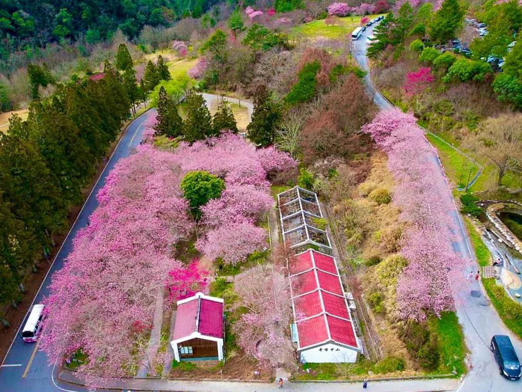 Aerial view of the Cherry Blossom trees at Wuling Farm