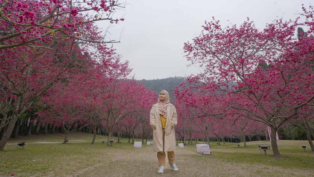 Girl surrounded by cherry blossoms at Formosan Culture Village