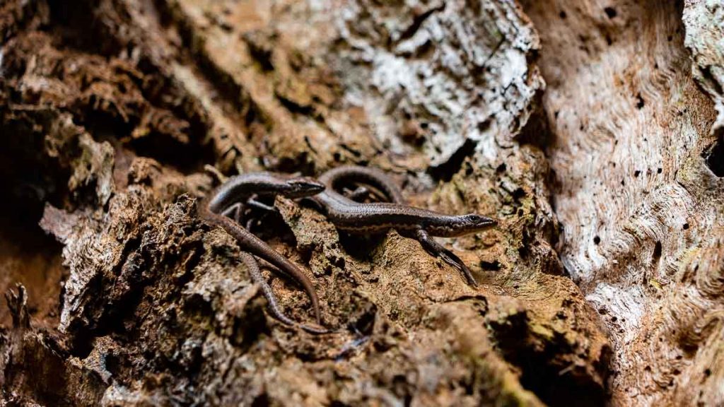 Blue Tier Giant Walk Closeup of Skinks - Best Things to do in Derby