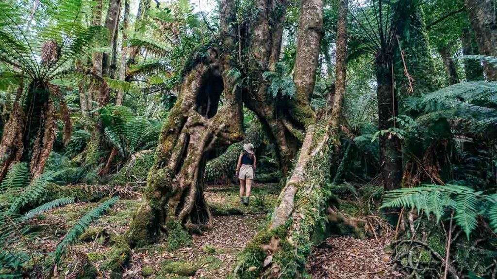 Blue Tier Giant Walk Hiking - Tasmania Itinerary